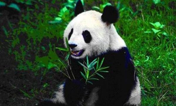 世界上最小的熊猫，51克（以刚出生重51克命名）970 / 作者:UFO爱好者 / 帖子ID:93699