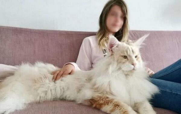 目前世界上最大的猫咪:缅因猫，体长1.23米(破世界记录)142 / 作者:UFO爱好者 / 帖子ID:90213