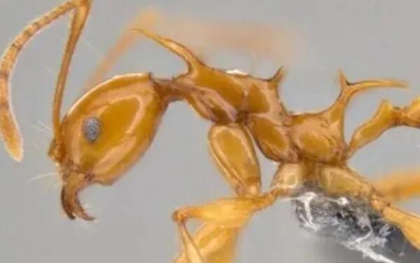 世界上最罕见的新物种，神秘千足虫（有4个性器官）372 / 作者:UFO爱好者 / 帖子ID:93578