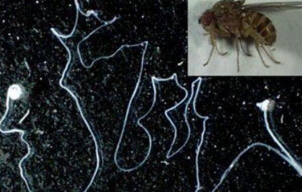 世界上最长的精子，果蝇精子长5.8厘米（人类的1000倍）578 / 作者:UFO爱好者 / 帖子ID:93097