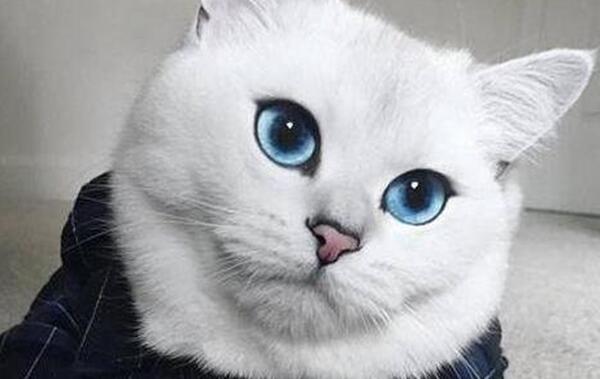 世界上最美的猫咪，短毛猫眼睛迷人（波斯猫全身雪白）278 / 作者:UFO爱好者 / 帖子ID:93053