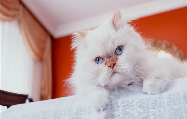 世界上最美的猫咪，短毛猫眼睛迷人（波斯猫全身雪白）178 / 作者:UFO爱好者 / 帖子ID:93053