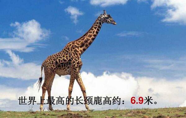 世界上最大最高的长颈鹿，高达5.8米（高到没女朋友）725 / 作者:UFO爱好者 / 帖子ID:93018