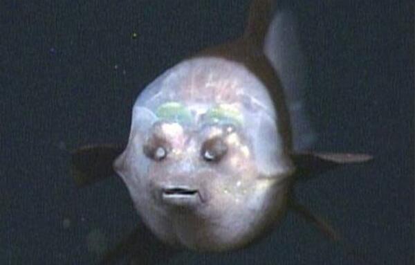 世界十大丑陋动物，琵琶蟾蜍看了想吐（一个比一个丑）698 / 作者:UFO爱好者 / 帖子ID:92938