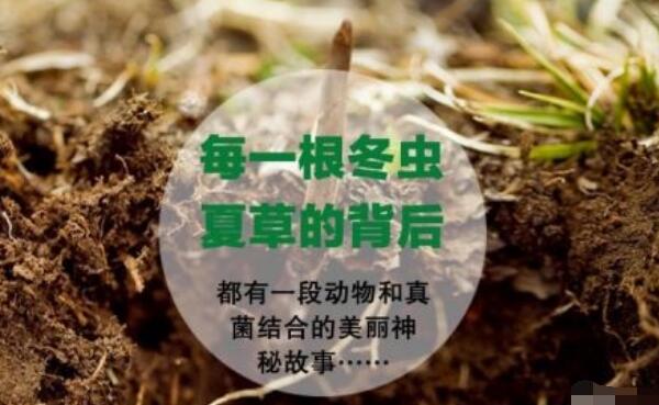 冬虫夏草是怎么形成的，昆虫与真菌的结合（形成时间长）100 / 作者:UFO爱好者 / 帖子ID:81003