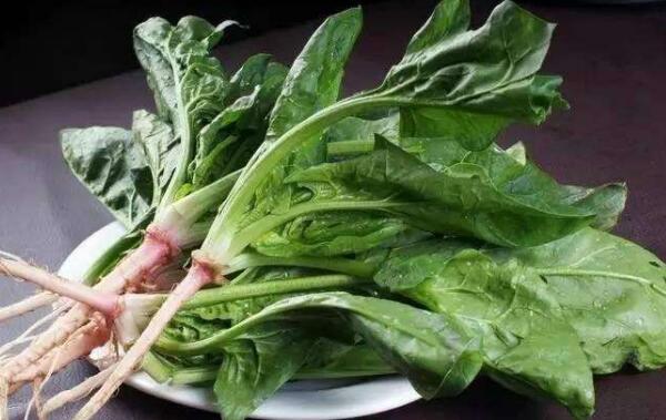 吃菠菜能减肥吗，能帮助减肥（增加饱腹感/促进消化）574 / 作者:UFO爱好者 / 帖子ID:80807