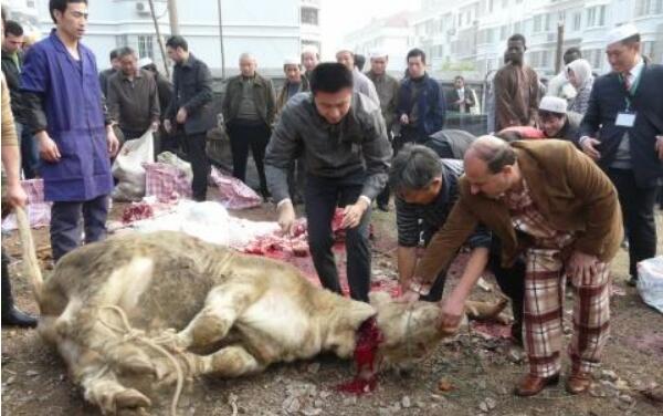 回族为什么不吃猪肉：回族信奉伊斯兰教（教规禁吃猪肉）131 / 作者:UFO爱好者 / 帖子ID:76471