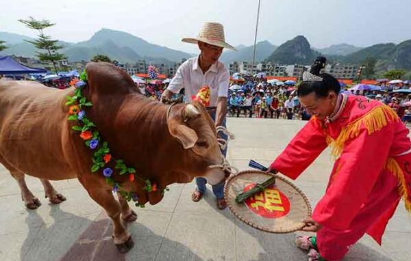 壮族的传统节日是什么：歌圩节、中元节、牛魂节、陀螺节318 / 作者:UFO爱好者 / 帖子ID:76462