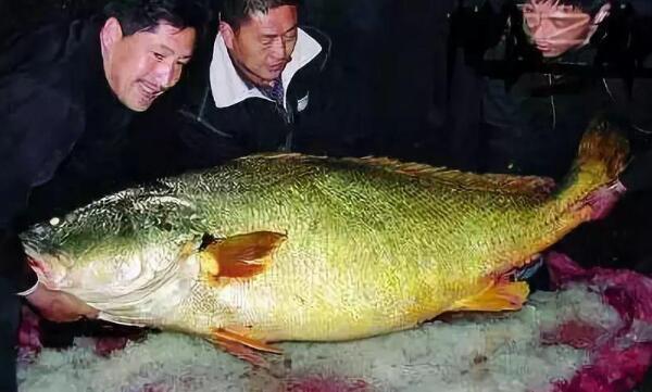 金钱猛鱼为什么那么贵：122斤价值347万（治疗不孕不育）499 / 作者:UFO爱好者 / 帖子ID:100421
