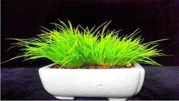 什么是金钱蒲草 金钱蒲为什么那么贵（年龄高价格贵）130 / 作者:UFO爱好者 / 帖子ID:74960