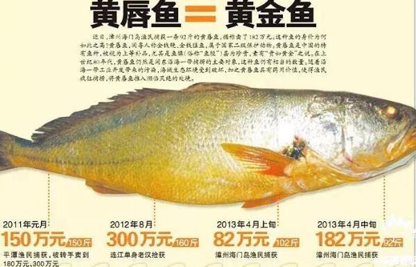 黄唇鱼大概多少一斤 黄唇鱼鱼鳔为什么贵（市价50万/斤）896 / 作者:UFO爱好者 / 帖子ID:74949