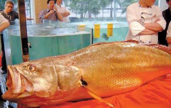 黄唇鱼大概多少一斤 黄唇鱼鱼鳔为什么贵（市价50万/斤）82 / 作者:UFO爱好者 / 帖子ID:74949