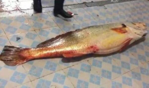 黄唇鱼大概多少一斤 黄唇鱼鱼鳔为什么贵（市价50万/斤）636 / 作者:UFO爱好者 / 帖子ID:74949