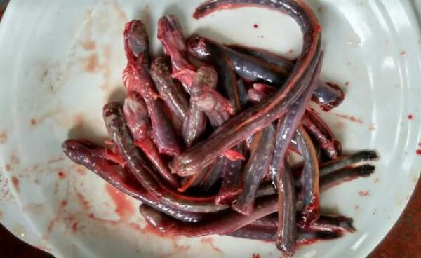 红狼牙鰕虎鱼能吃吗：能吃（样子恶心，味道鲜美）27 / 作者:UFO爱好者 / 帖子ID:74473