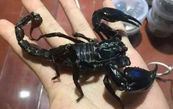 非洲帝王蝎有毒吗：有毒（体型巨大，毒性危害小）786 / 作者:UFO爱好者 / 帖子ID:73998