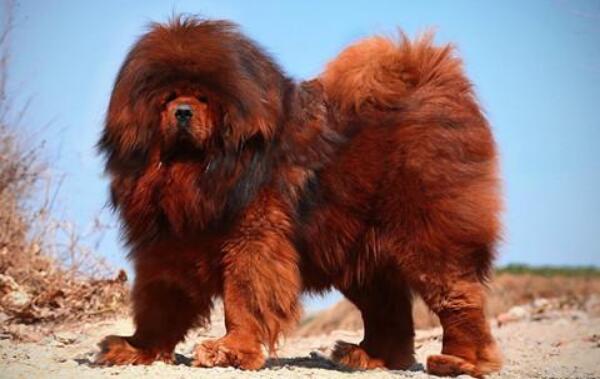 獒犬品种有哪些 獒犬哪个品种最厉害（藏獒为神级獒犬）238 / 作者:UFO爱好者 / 帖子ID:73898