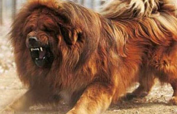 獒犬品种有哪些 獒犬哪个品种最厉害（藏獒为神级獒犬）24 / 作者:UFO爱好者 / 帖子ID:73898