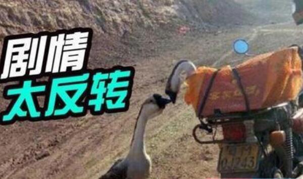 两鹅别离吻成网红：两只鹅在情人节离别，亲吻照令人感动514 / 作者:UFO爱好者 / 帖子ID:72093