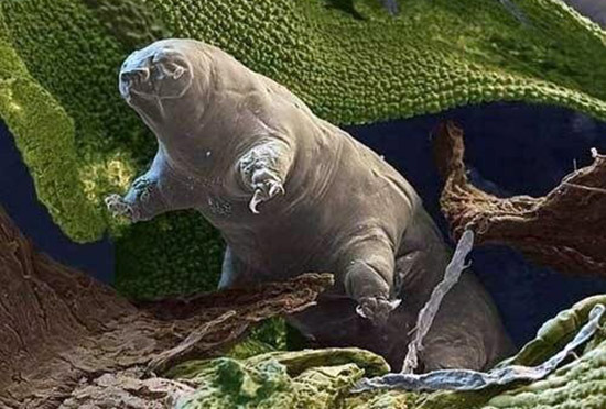 水熊，地球上生命力最强的生物(零下270℃还能活)391 / 作者:UFO爱好者 / 帖子ID:82389