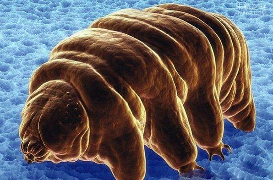水熊，地球上生命力最强的生物(零下270℃还能活)645 / 作者:UFO爱好者 / 帖子ID:82389