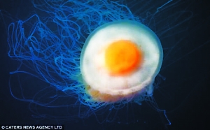 体积庞大的北极霞水母触须长达30米607 / 作者:UFO爱好者 / 帖子ID:85926