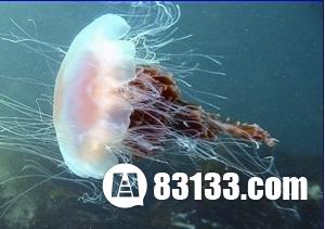 体积庞大的北极霞水母触须长达30米797 / 作者:UFO爱好者 / 帖子ID:85926