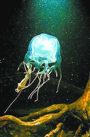 体积庞大的北极霞水母触须长达30米593 / 作者:UFO爱好者 / 帖子ID:85926