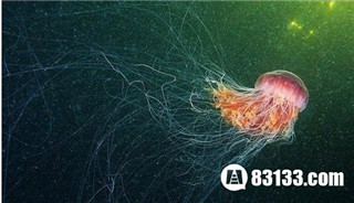 体积庞大的北极霞水母触须长达30米428 / 作者:UFO爱好者 / 帖子ID:85926
