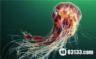 体积庞大的北极霞水母触须长达30米691 / 作者:UFO爱好者 / 帖子ID:85926