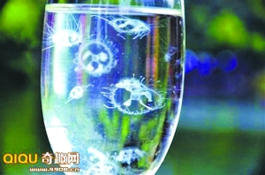 体积庞大的北极霞水母触须长达30米695 / 作者:UFO爱好者 / 帖子ID:85926