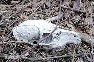探索美国死亡谷秘密 神秘的美国死人谷真相新解336 / 作者:UFO爱好者 / 帖子ID:85933
