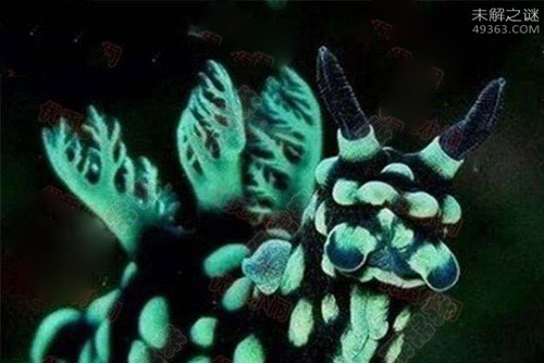 笑脸蜘蛛真的会笑,酷似一张人脸330 / 作者:UFO爱好者 / 帖子ID:84650