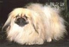 狗的寿命有多长？狗10岁相当于人类多少岁216 / 作者:UFO爱好者 / 帖子ID:83755