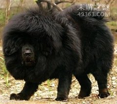 狗的寿命有多长？狗10岁相当于人类多少岁603 / 作者:UFO爱好者 / 帖子ID:83755