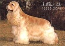 狗的寿命有多长？狗10岁相当于人类多少岁455 / 作者:UFO爱好者 / 帖子ID:83755