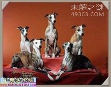 狗的寿命有多长？狗10岁相当于人类多少岁349 / 作者:UFO爱好者 / 帖子ID:83755