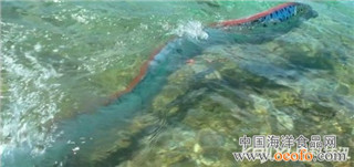 皇带鱼的恐怖传说 海洋中最长的硬骨鱼848 / 作者:UFO爱好者 / 帖子ID:85851
