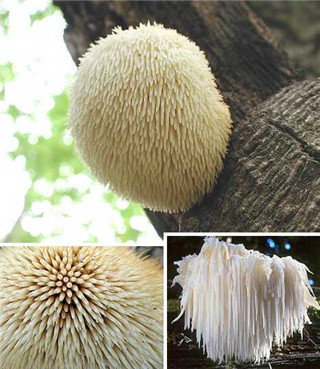 奇特蘑菇盘点：天蓝蘑菇通体蓝色513 / 作者:UFO爱好者 / 帖子ID:85925
