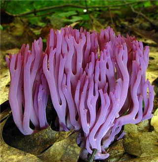 奇特蘑菇盘点：天蓝蘑菇通体蓝色417 / 作者:UFO爱好者 / 帖子ID:85925