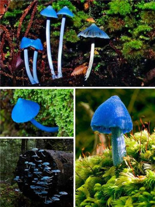 奇特蘑菇盘点：天蓝蘑菇通体蓝色932 / 作者:UFO爱好者 / 帖子ID:85925