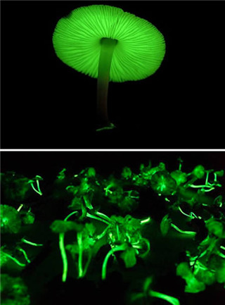 奇特蘑菇盘点：天蓝蘑菇通体蓝色857 / 作者:UFO爱好者 / 帖子ID:85925