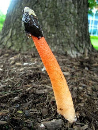 奇特蘑菇盘点：天蓝蘑菇通体蓝色509 / 作者:UFO爱好者 / 帖子ID:85925