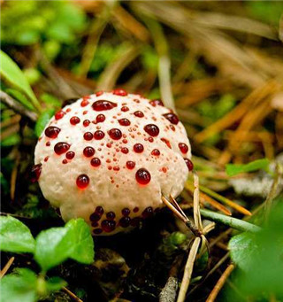 奇特蘑菇盘点：天蓝蘑菇通体蓝色438 / 作者:UFO爱好者 / 帖子ID:85925