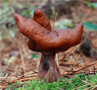 奇特蘑菇盘点：天蓝蘑菇通体蓝色343 / 作者:UFO爱好者 / 帖子ID:85925