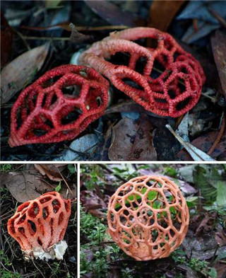 奇特蘑菇盘点：天蓝蘑菇通体蓝色601 / 作者:UFO爱好者 / 帖子ID:85925