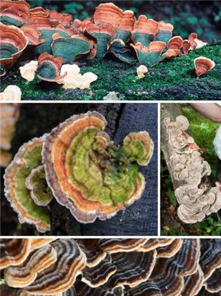 奇特蘑菇盘点：天蓝蘑菇通体蓝色763 / 作者:UFO爱好者 / 帖子ID:85925