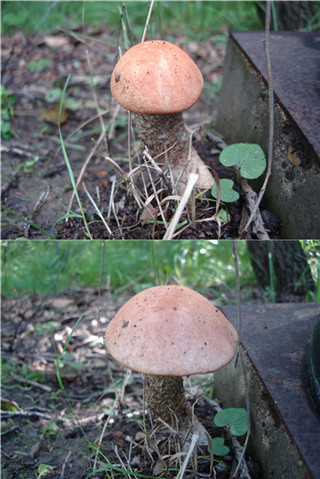 奇特蘑菇盘点：天蓝蘑菇通体蓝色615 / 作者:UFO爱好者 / 帖子ID:85925