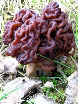 奇特蘑菇盘点：天蓝蘑菇通体蓝色544 / 作者:UFO爱好者 / 帖子ID:85925