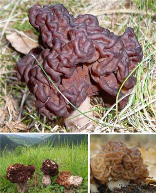 奇特蘑菇盘点：天蓝蘑菇通体蓝色415 / 作者:UFO爱好者 / 帖子ID:85925