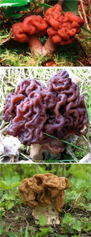 奇特蘑菇盘点：天蓝蘑菇通体蓝色475 / 作者:UFO爱好者 / 帖子ID:85925